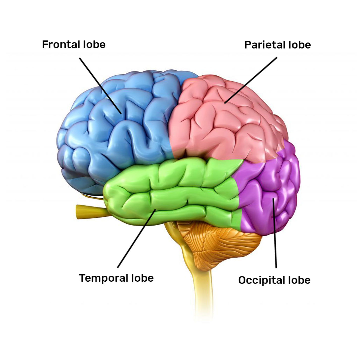 parts of the brain lobes